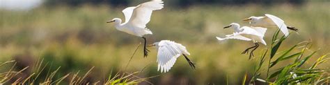 international waterbird census iwc italia|wetlands waterbird census.